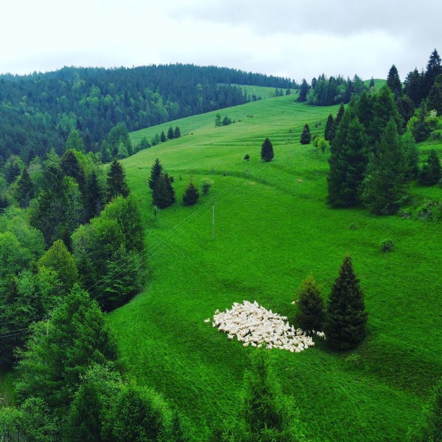 Dziejba Lesna Apartamenty &Spa - Piekne I Nowe Apartamenty I Domek, Sauna I Jacuzzi - W Cenie I Na Wylacznosc, 1 Km Od Stoku Jaworki Exterior foto